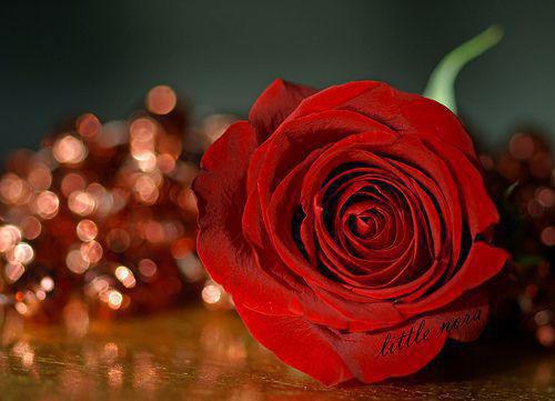 何若婷韩明亦小说叫什么 何若婷韩明亦小说全文免费阅读