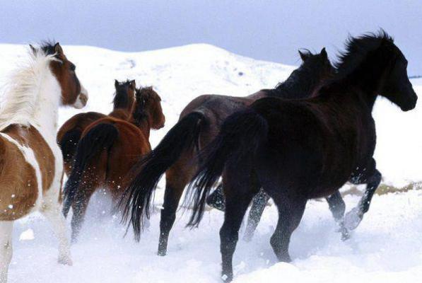 主角叫盛菱江宴川的小说 重生七零：漂亮军嫂A爆了在线看