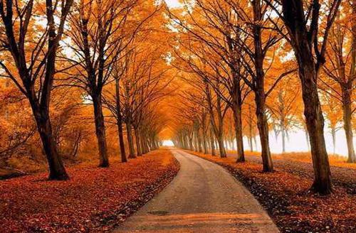 我在修仙界当杀马特(江星澜步天成李修竹)无弹窗阅读