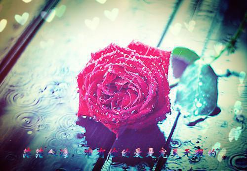 谢蘅琉璃免费小说 谢蘅琉璃完结版在线阅读