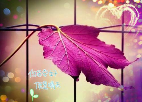 司徒珩陆清璃小说（陆清璃司徒珩）全章节完整版免费小说_司徒珩陆清璃最新章节在线阅读