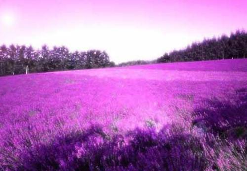 刘辩陈辰免费全本小说 刘辩陈辰章节目录