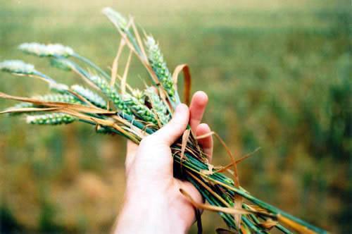 王孙留良廷豆腐全文免费大结局 王孙留良廷豆腐小说在线阅读