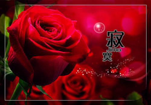 择木而栖木栖乔朗秦书雪小说(完整)免费阅读