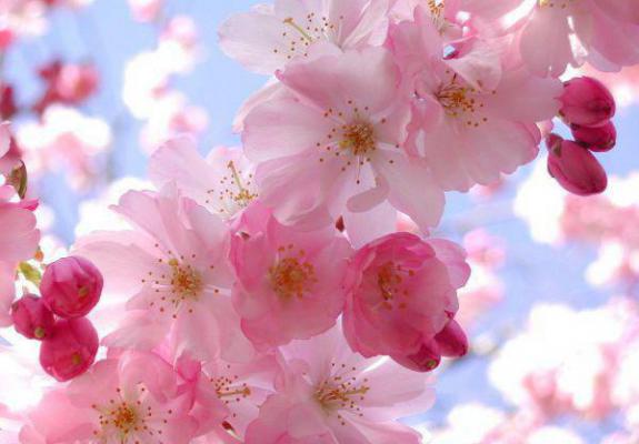 秦娇娇刘念春邓平结局是什么 秦娇娇刘念春邓平免费阅读全文