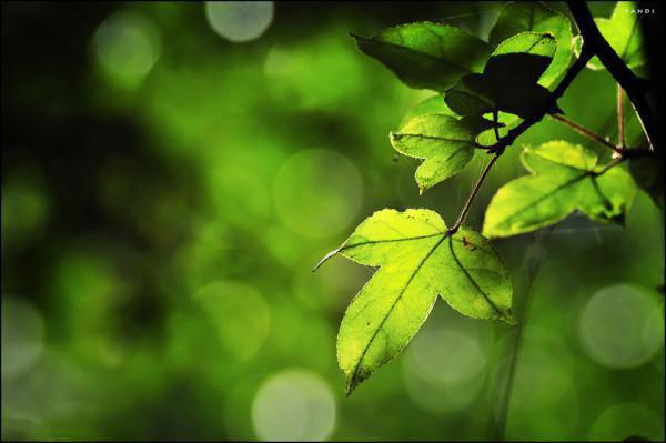 夏柠秦阅川（秦阅川夏柠）全文免费阅读无弹窗大结局_夏柠秦阅川在线阅读（秦阅川夏柠）