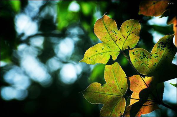 江雨柔贺燕时全文免费阅读大结局-（江雨柔贺燕时）最新章节列表在线阅读