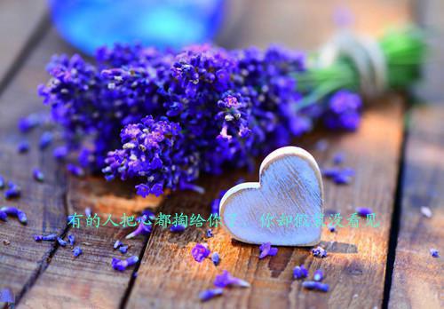 我妈病危，老公却在陪白月光找猫程询沈念大结局全本免费阅读