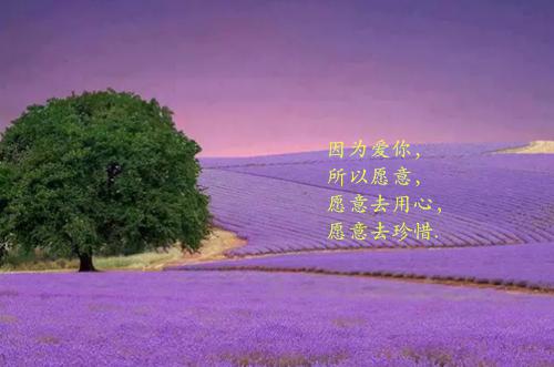 陆琳阿奇杨倾小说全集免费阅读 末世囤货：二哈带我和闺蜜奔小康在线章节