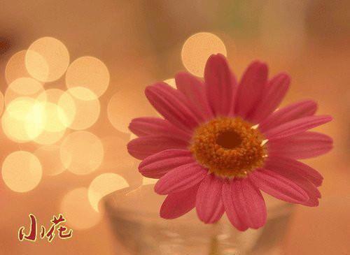 叶曦蓝程辛宴全文阅读 叶曦蓝程辛宴小说最新章节