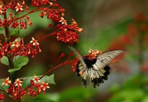 红裙女鬼姐姐叔叔免费章节试读