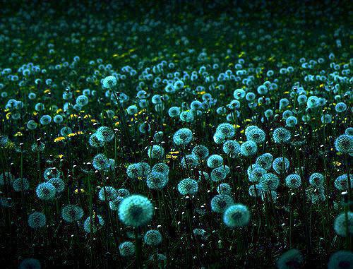 苏晚晚萧淮胤是哪部小说的主角 苏晚晚萧淮胤全文阅读