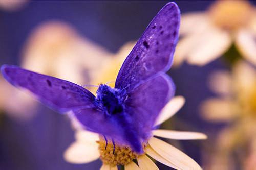 罗杰卡璐璐是哪部小说的主角 ﻿罗杰卡璐璐全文阅读