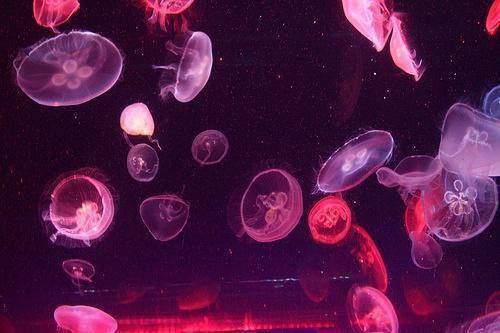 苏安安邹月是啥小说 苏安安邹月免费阅读无广告