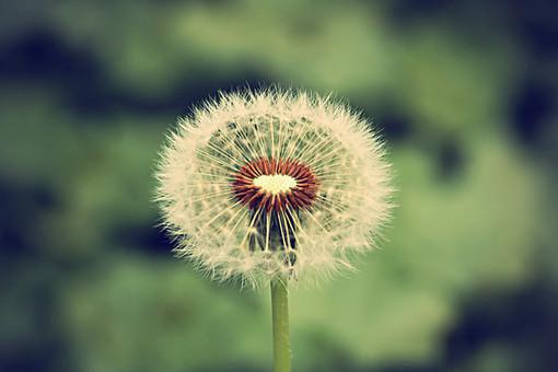 赫连诀秦怏怏全文（秦怏怏赫连诀）小说免费阅读无弹窗大结局_赫连诀秦怏怏全文无弹窗完整版阅读