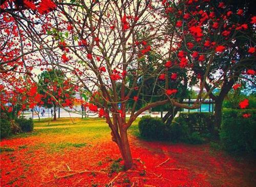 主角是温玲玲夜晟胤的小说免费阅读全文大结局