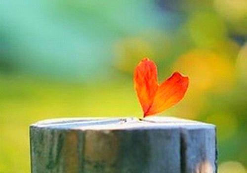 棠梨煎雪二婶未删节小说全文阅读