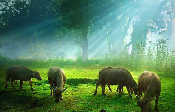 楚娇裴景湛小说最后结局 楚娇裴景湛完结版免费阅读