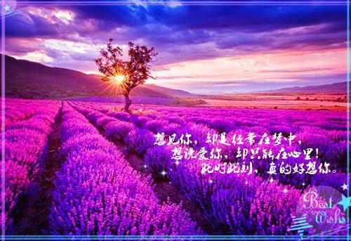 张灵终极守护全文阅读张灵免费阅读无弹窗