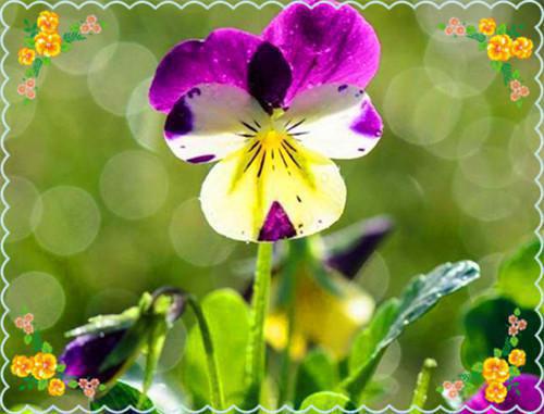 沐汐晚夜墨焱（玄学假千金才是真千金）全文免费阅读无弹窗大结局_（沐汐晚夜墨焱）最新章节列表（玄学假千金才是真千金）