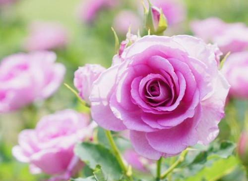 吴安琪赵宇小说叫什么 吴安琪赵宇小说全文免费阅读