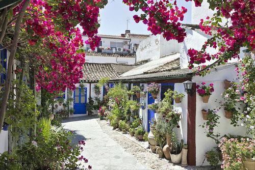 花朝月夜月冥花苞无广告小说免费在线阅读