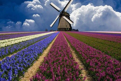 苏倾城傅修全文阅读最新 苏倾城傅修小说目录