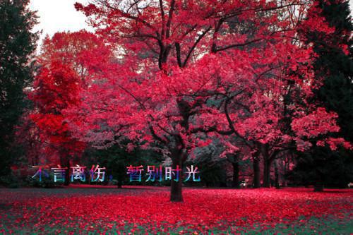 (最新)比比东比子墨小说完整版免费阅读
