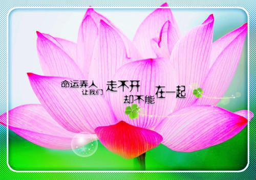 主角是陆雪倾萧凌复的小说免费阅读全文大结局