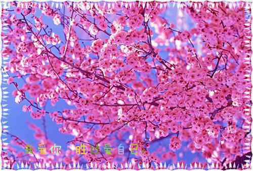 综艺魔法战佚名 白若薇陆婉华小说