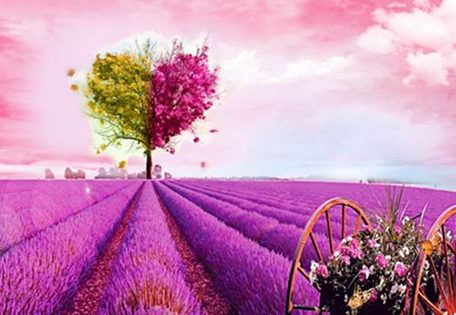 病娇：假千金被圈养，怀上宝后跑（白梦鱼沈听肆）全文免费阅读无弹窗大结局_白梦鱼沈听肆最新章节列表