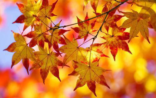 竹马变心后，爱上灰姑娘贫困生陈心言白星然裴时衍裴向晚无弹窗全本免费阅读