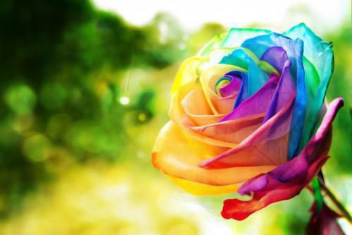 沈南乔沈知念赵云归是哪部小说的主角 沈南乔沈知念赵云归全文阅读