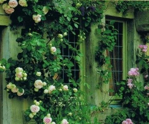 (最新)珊瑚陆羽小说完整版免费阅读