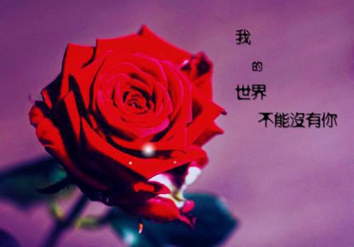 秦执顾深姜圆圆《八年期限》小说在线阅读