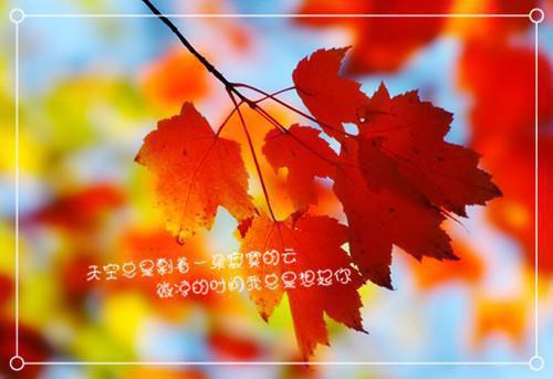 白朵程淮凌的小说 白朵程淮凌全文免费阅读