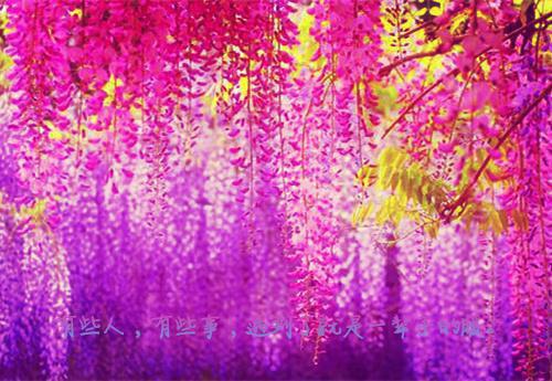 白鸢梨盛锦宴小说全免读 白鸢梨盛锦宴第5章在线阅读