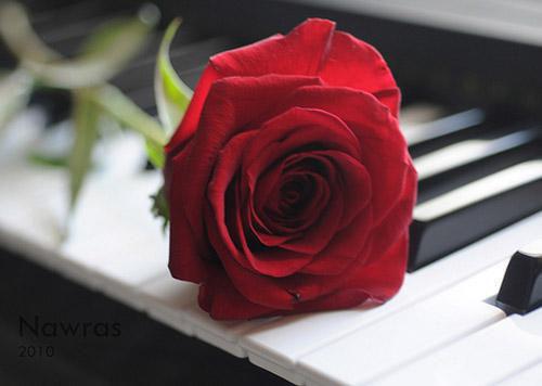 沈长昀黎清浅小说（黎清浅沈长昀）全文免费阅读无弹窗大结局_（黎清浅沈长昀）沈长昀黎清浅小说无弹窗精彩阅读