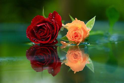 苏沐宋时安柳晴结局是什么 苏沐宋时安柳晴免费阅读全文