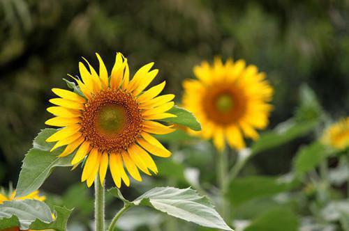 何盛宇李裕何盛昂小说在线阅读 何盛宇李裕何盛昂最新章节目录