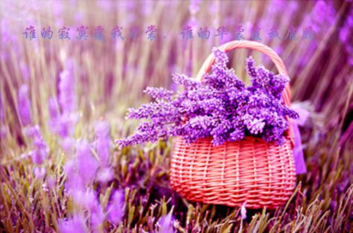 谢与宁谢时安小说叫什么 谢与宁谢时安小说全文免费阅读