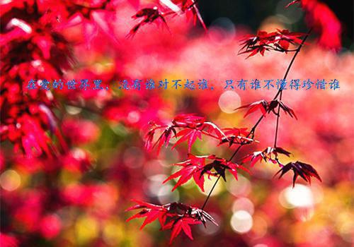 沈露露若若免费阅读目录 沈露露若若小说全文