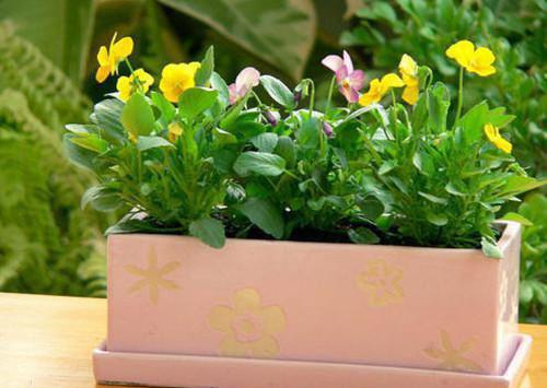 满院宅斗强者，本妾室好想逃小说(徐幼言明月)章节阅读