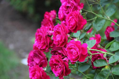 (抖音小说)陈婷林耀小说全文阅读免费