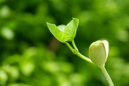 《桑清念楚煜白小说》无弹窗全文免费阅读