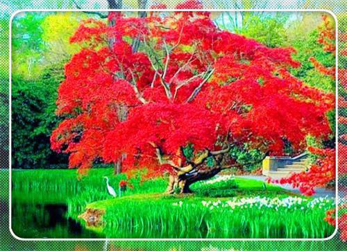 夺命导盲犬舅舅全文免费阅读(已完结)