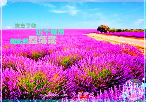 明月照相思诸钰 楚楚卿卿八郎小说