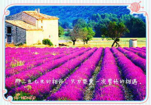 (抖音小说)顾贺丞苏霁月小说全文阅读免费