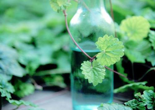 林盛陆妍完整版 林盛陆妍小说全文在线阅读