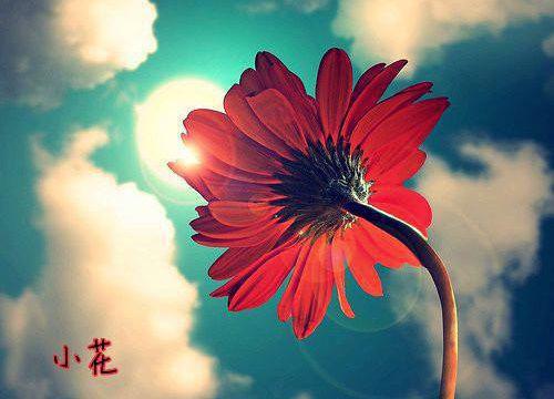 苏音小说目录 苏音完整免费版阅读